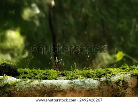Macro plants on tree trunk in forest background with space for text