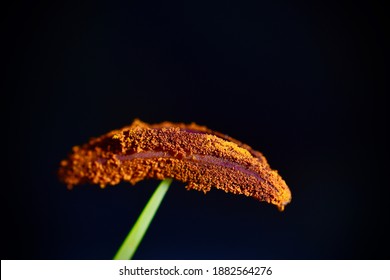 Macro Pollen - Oriental Lily Lilium Orientalis