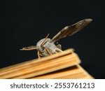 A macro of a poplar hawk-moth (Laothoe populi)