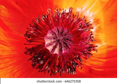 Macro Poppy Flower