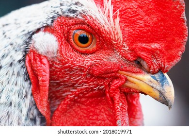 Macro portrait of a beautiful colorful rooster with a bright red comb, red eyes and yellow beak.Countryside concept with domestic bird head very close up on the farm