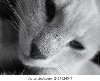 macro portrait of a cat, close-up of the animal’s nose and short fur, black and white photo, eyes, cat’s whiskers - Powered by Shutterstock