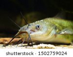 macro portrait of channel catfish, dangerous invasive freshwater predator fish, Ictalurus punctatus, demonstrating its head with long barbels, natural behaviour in biotope aquarium