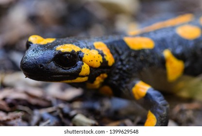 Macro Portrait of common fire salamander on the Ground in its habitat head close up. Inhabit the forest at the foot of the mountain Gamsknogel near Adlgaß, Inzell. - Powered by Shutterstock