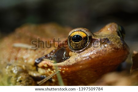 Macro Portrait of common toad  on the ground head and big eyes close up. Inhabit the forest at the foot of the mountain Gamsknogel near Adlgaß, Inzell.