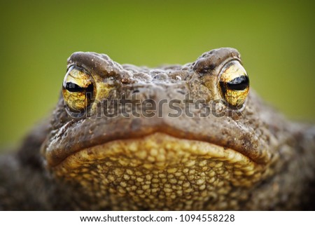 Similar – macro image of Bufo bufo head