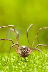 Macro Portrait Of Daddy Longlegs Spider (Phalangium Opilio) Sitting Green Moss, Vertical
