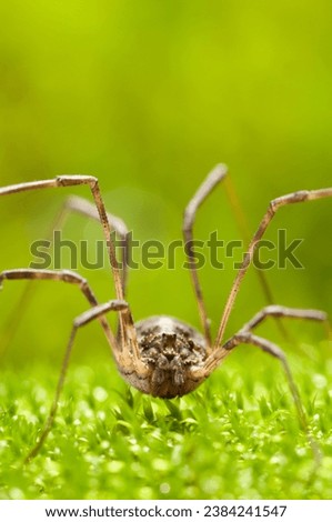 Macro portrait of daddy longlegs spider (Phalangium opilio) sitting green moss, vertical

