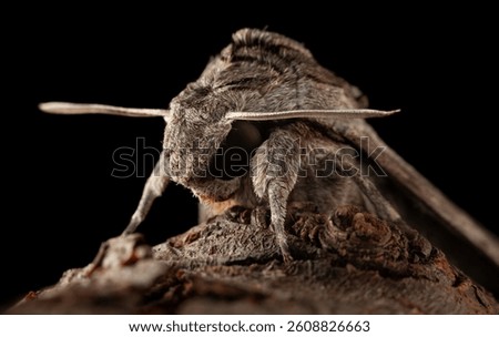 Macro portrait of  hawk moth (Agrius convolvuli )  with spread antennas sitting on dry wood  isolated on black background