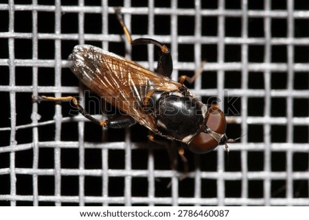 Macro portrait of hoverfly insect on window mosquito screen net, closeup of fly on mesh