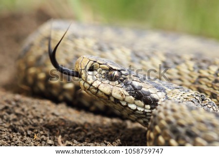 Similar – the rare meadow viper, closeup