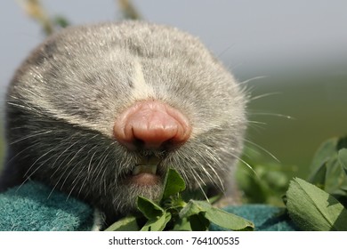 Macro Portrait Of Lesser Mole Rat ( Spalax Leucodon )