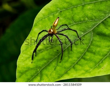 Macro Portrait of a Long Jawed orb Weaver Spider on green Leaf 