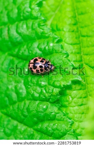 A macro portrait of a orange ladybug or coccinellidae with black spots, walking towards the edge of a green leaf which is lying over another leaf of a tree. The insect is very useful in a garden.