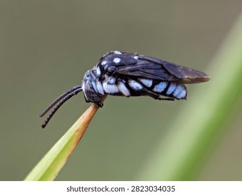 Macro portrait of a Thyreus bee showcasing its striking appearance, compact body, and detailed wing structure.