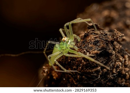 Macro Portrait of Translucent Green Lynx Spider on Tree Bark