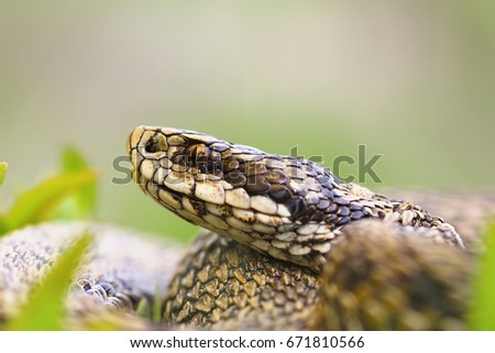 Similar – the rare meadow viper, closeup