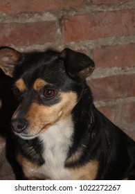 macro posing dog