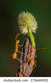 Macro - the power of ant