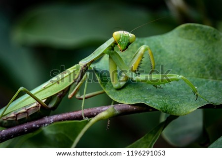 Macro of pregnant female Praying Mantis or Mantis Religiosa in a natural habitat. It looking at the camera and sits on the Magnolia Susan leaves. 