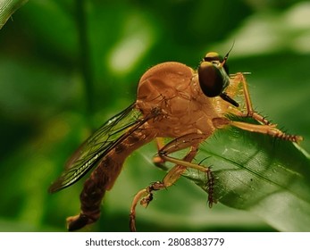 Macro Profile of an Orange Robber Fly on a Leaf