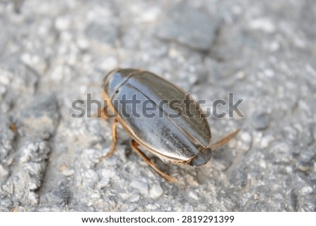 Macro profile shot of a great diving beetle on textured asphalt road
