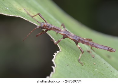 Macro Profile Shot Of A Stick Insect Nymph On A Green Leaf