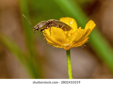 Macro Profile View of a Click Beetle Perched on a Vibrant Yellow Buttercup Flower