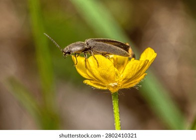 Macro Profile View of a Click Beetle Perched on a Vibrant Yellow Buttercup Flower