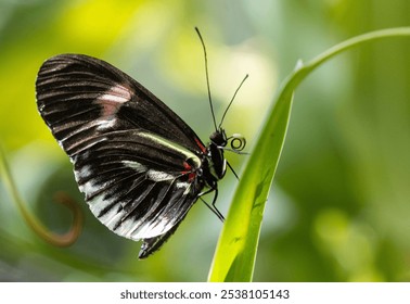 The macro profile view of a Sara Longwing butterfly on a green leaf