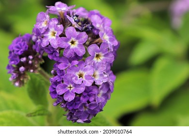 Macro Of A Puple Heliotrope Flower Cluster With Leaves