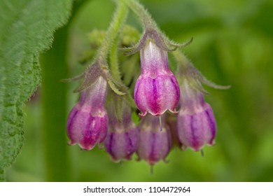 Macro of purpke flowerisof comfrey herb  Symphytum officinale, selective ffocus with green bokeh background - Shutterstock ID 1104472964