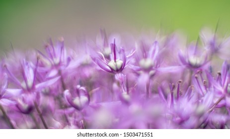 Macro of a purple Allium Flower Blossom