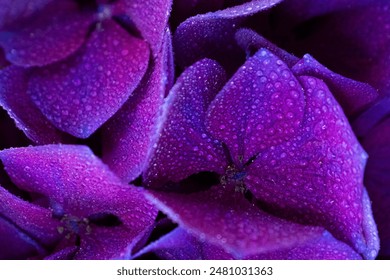 Macro purple hydrangea flower photo with water drops - Powered by Shutterstock