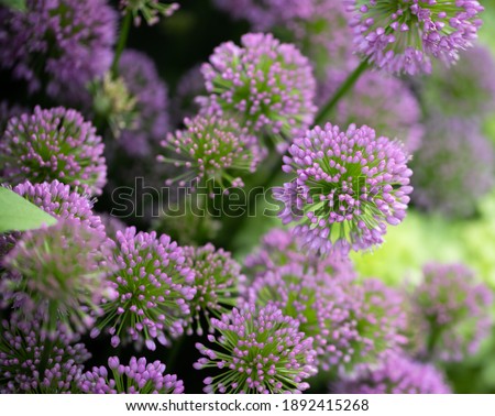 Macro of Purple millenium allium in the summer