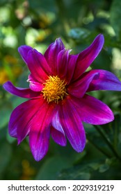 Macro Purple Petal Single Flower With Yellow Perianth 