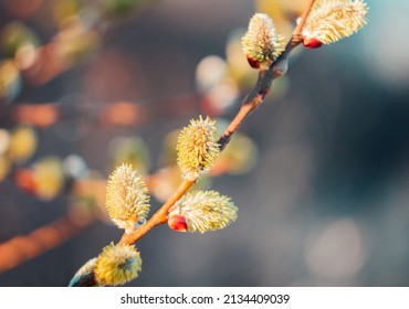 Macro Of Pussy Willow, Salix Caprea Catkin. Easter, Spring Colored Background