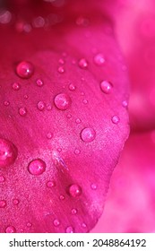 Macro rain drops on peony flower petals