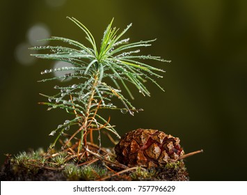 Macro Of Rain Drops On Small Fir Tree (Pinus) And Pine Cone On Forest Floor Over Dark Forest Background
