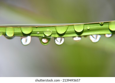macro raindrops on tree leaf