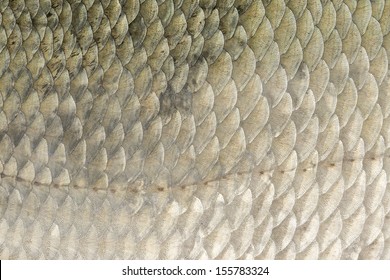 Macro Of Real Bream Fish Scales As Background Texture