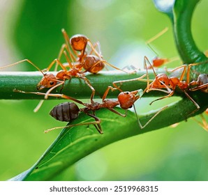 macro red ant on a tree branch