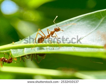 Macro of red ants crawling on leaves on tropical nature blurry background