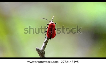 Macro - Red beetle of the Dolomites