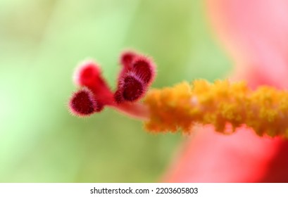 Macro Red Color Flower Stigma