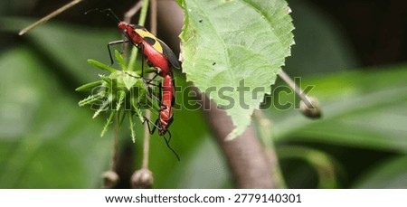 Macro of a Red Cotton Stainer bug (Dysdercus suturellus) on a yellow Abutilon flower in a tropical forest in Antioquia.