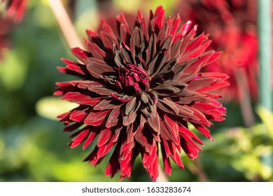 Macro Of A Red Dahlia - Cultivar Black Jack