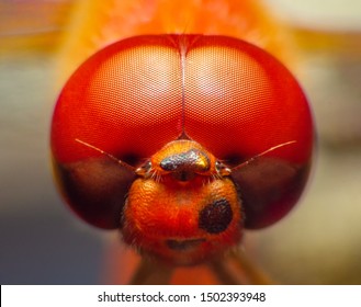 Macro Red Dragonfly Select Eye Focus.