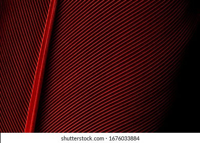 Macro Red Feather,Macaw Feathers (Maroon)