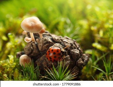 Macro of red ladybird resting on strobile to mossy forest floor among mushrooms
 - Powered by Shutterstock